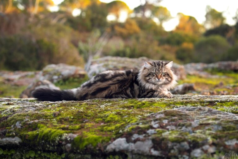 chat sibérien