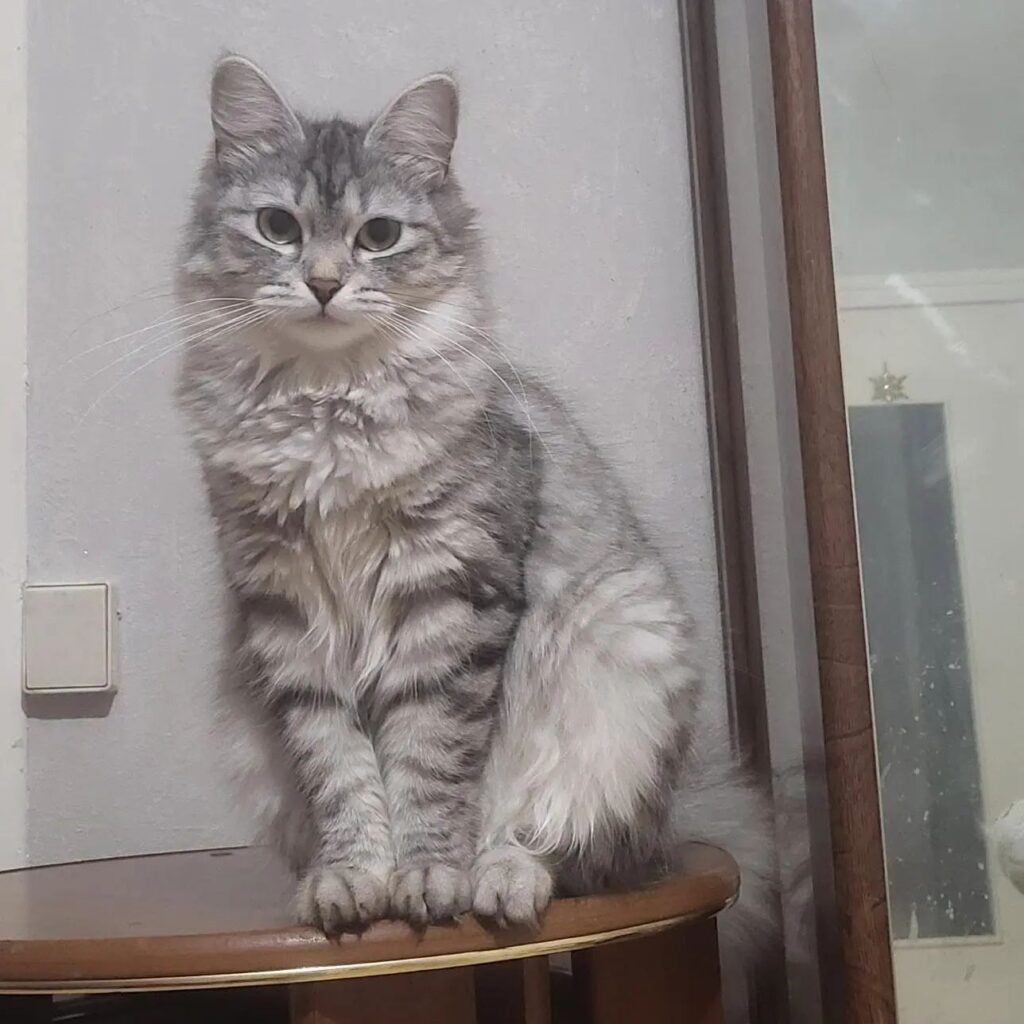 Chatterie Irbis-Stars